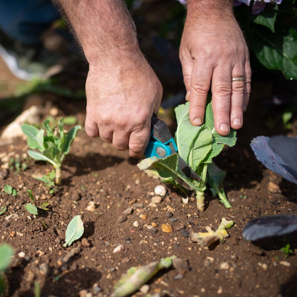 Man-Cutting-A-Leaf-With-Pruning-Shears