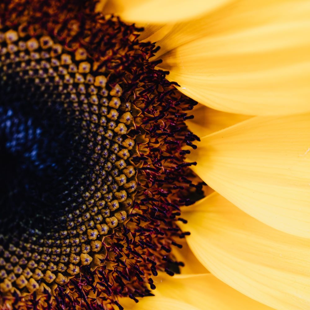 Closeup Shot of a Sunflower