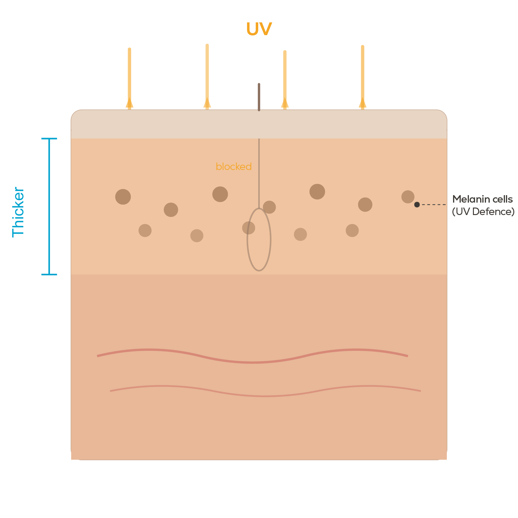 Regular Skin Structure