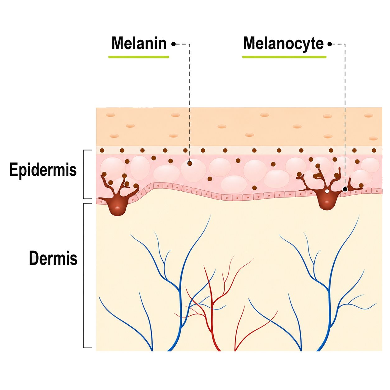 A diagram showing melanin production - the tanning process